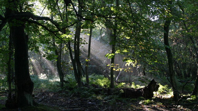 Gosforth Park Nature Reserve