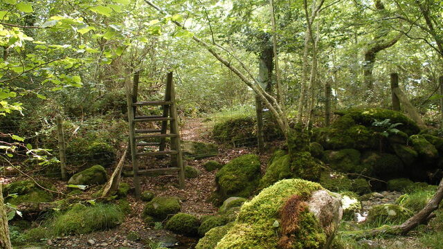 Coed Gorswen National Nature Reserve