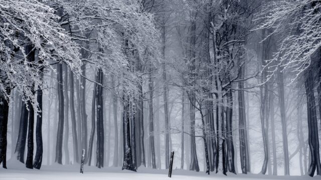 snowy forest