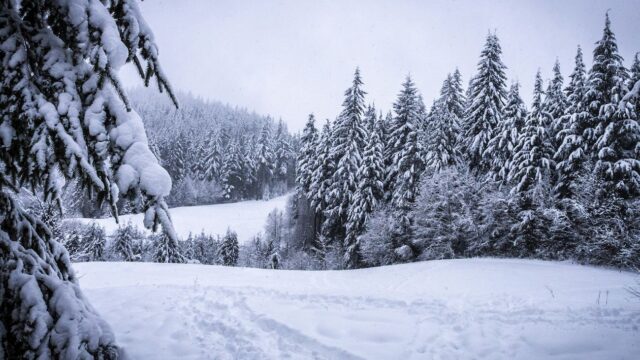 Free winter snow trees photo