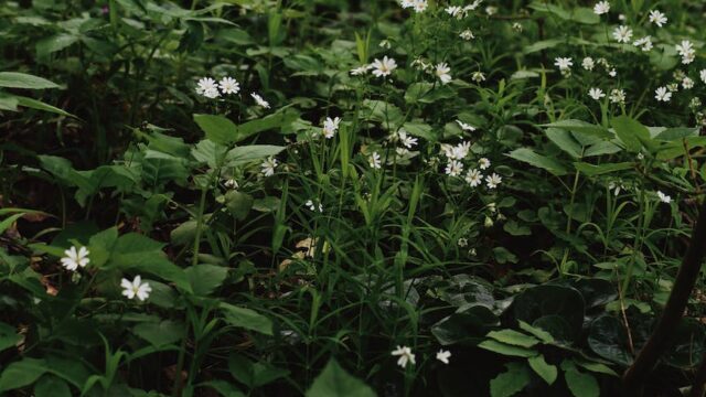 Chromebook / PDFを使った回避(別バージョン)