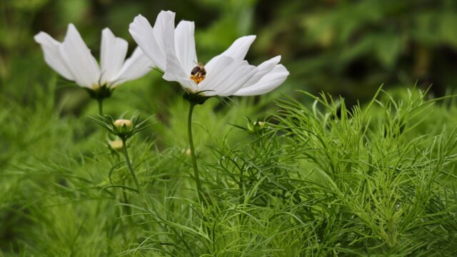 個人アカウント追加方法ーv133-v138まで対応